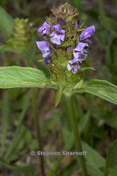 prunella vulgaris var lanceolata 5 graphic